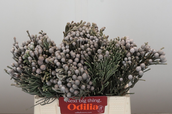 <h4>Kaaps Groen Silver Brunia</h4>