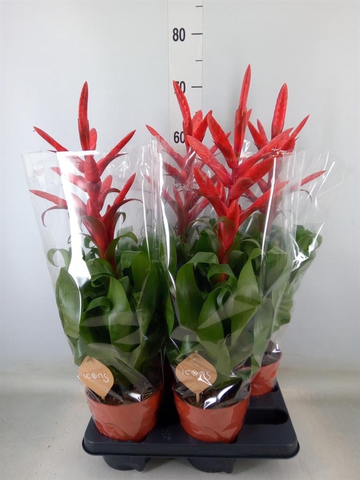 <h4>Tillandsia  'Naomi'</h4>