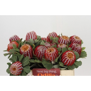 Banksia Coccinea