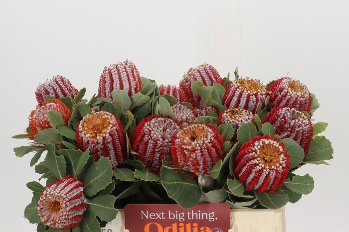 <h4>Banksia Coccinea</h4>
