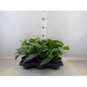 Epipremnum pinn. 'Cebu Blue'
