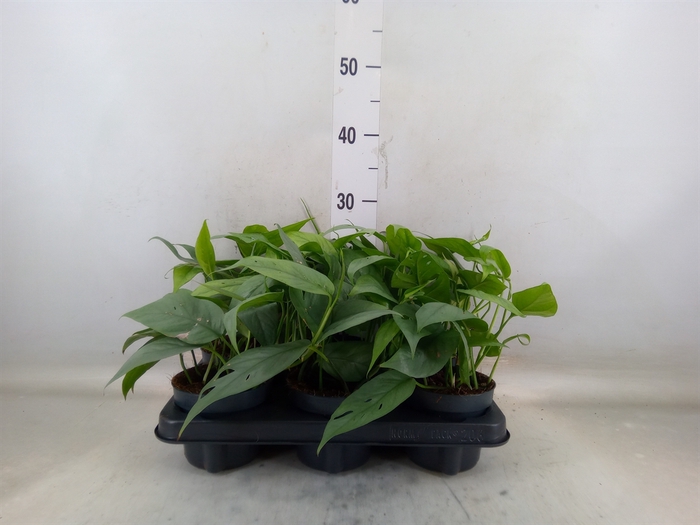 <h4>Epipremnum pinn. 'Cebu Blue'</h4>
