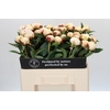 Paeonia Elsa Sass