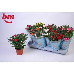 RO B MONDE GEM 7 SRT