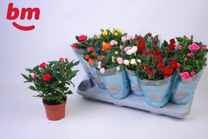 <h4>RO B MONDE GEM 7 SRT</h4>