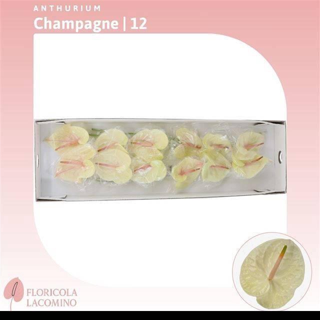 <h4>Anth A Champagne</h4>