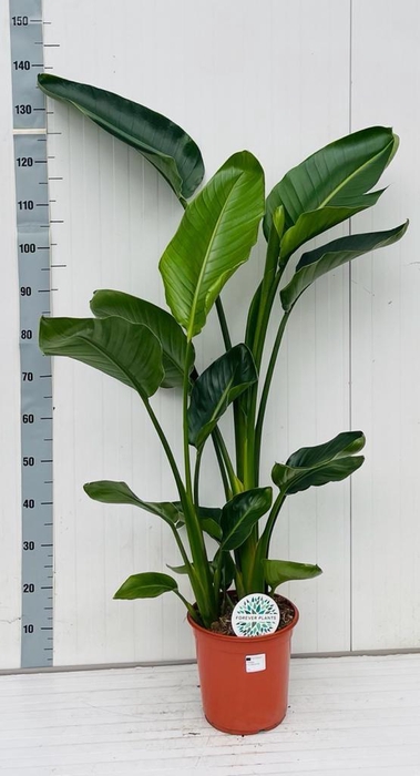 <h4>STRELITZIA NICOLAI</h4>