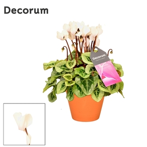 Cyclaam Picasso White Terra Cotta