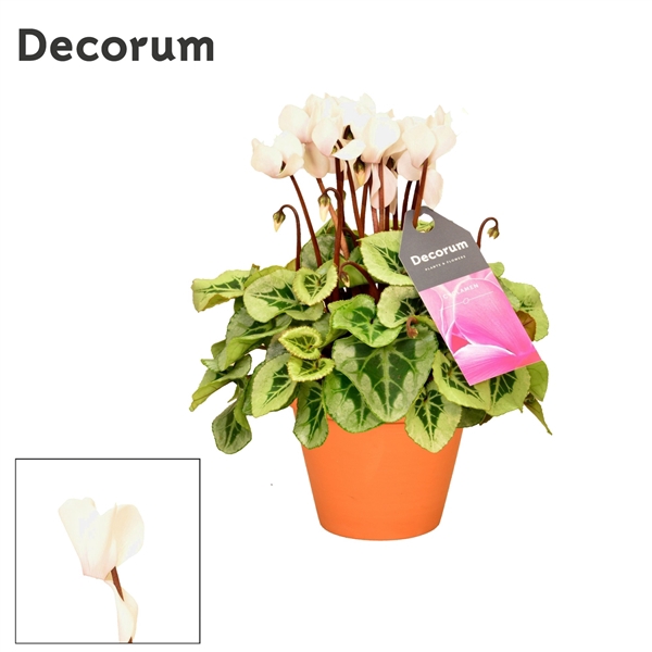 <h4>Cyclaam Picasso White Terra Cotta</h4>