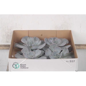 Echeveria Pollux X4