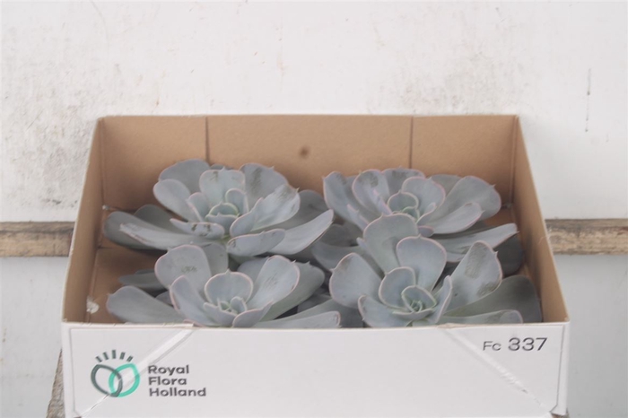 <h4>Echeveria Pollux X4</h4>