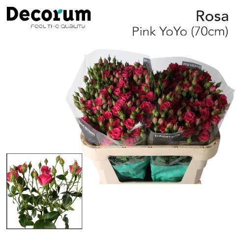 <h4>Rosa tros Pink Yo-Yo</h4>