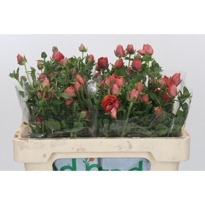 Ranunculus Magical Cinnamon