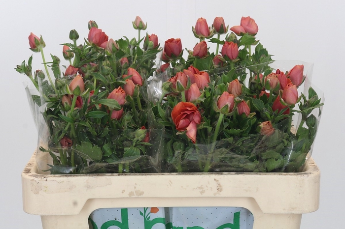 <h4>Ranunculus Magical Cinnamon</h4>
