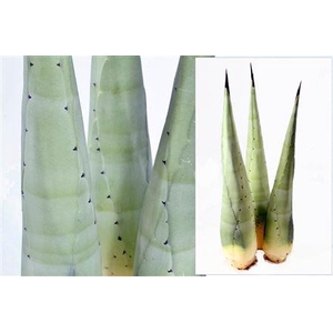 DECOGROEN GROOT BLAD