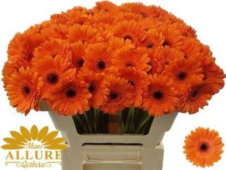 <h4>Ge Mi Bison</h4>