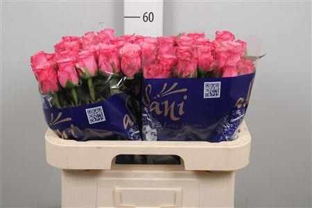 <h4>R Gr Ramonda</h4>