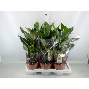 Dieffenbachia  'Green Magic'