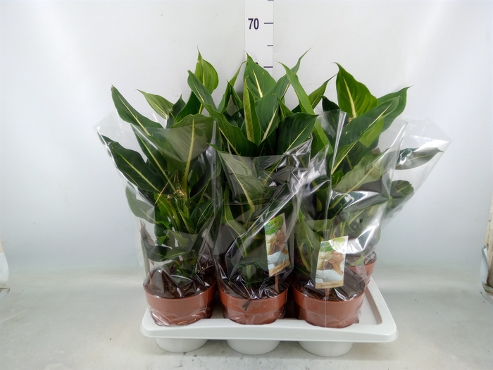 <h4>Dieffenbachia  'Green Magic'</h4>