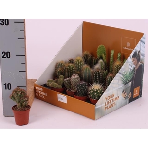 Cactus mix showbox 5,5Ø 25cm