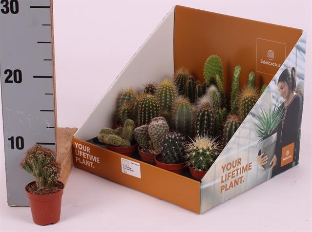 Cactus mix showbox 5,5Ø 25cm