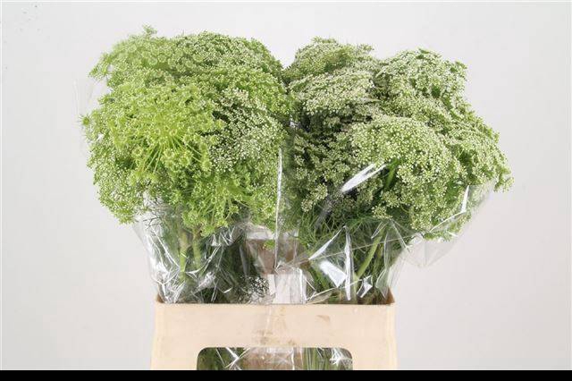 <h4>AMMI VISNAGA</h4>