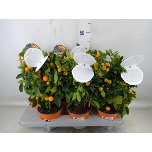 Citrofortunella mic.