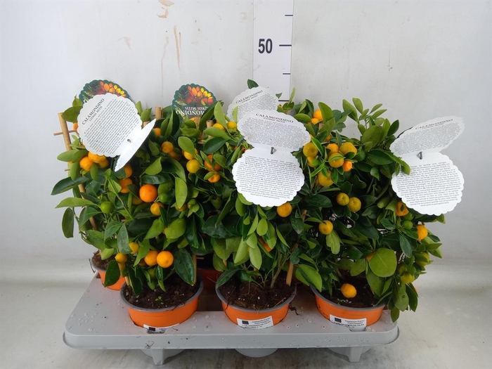 <h4>Citrofortunella mic.</h4>