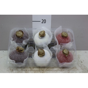 Hippeastrum Wax Snow Mix