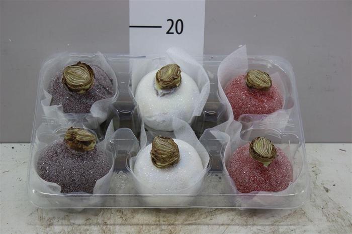 <h4>Hippeastrum Wax Snow Mix</h4>