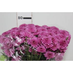 CRISANTEMO SANTINI ORIZABA 080 CM