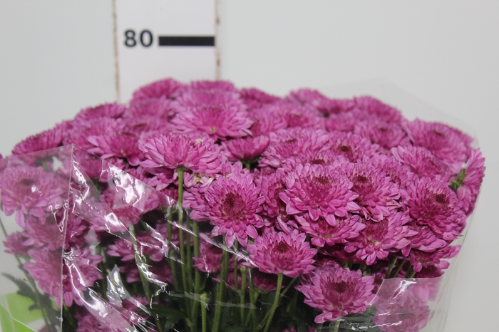 <h4>CRISANTEMO SANTINI ORIZABA 080 CM</h4>