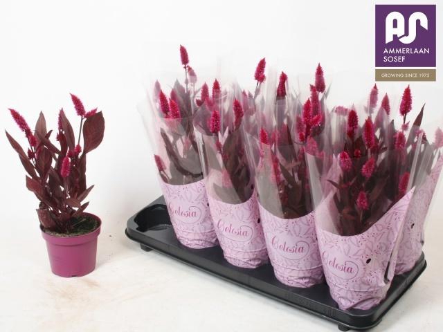 <h4>CEL MYSTIC SHADES</h4>