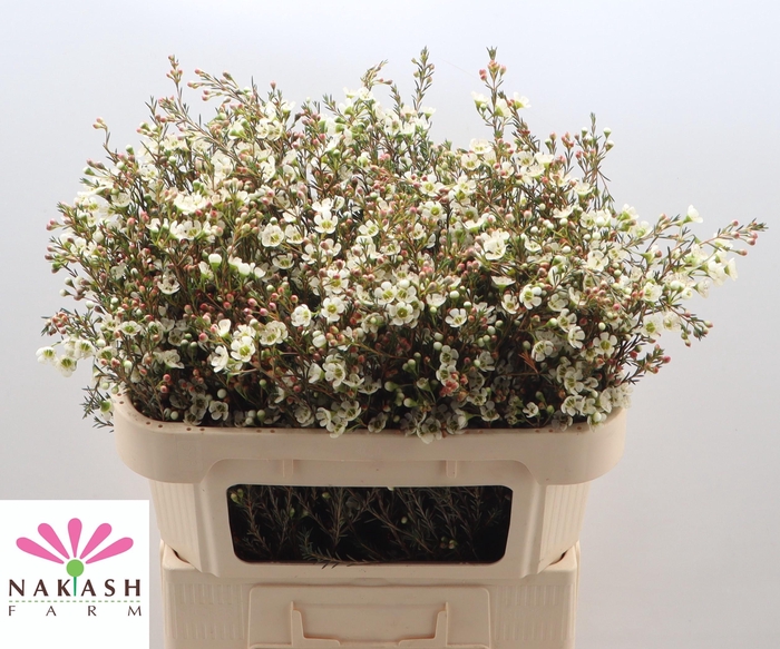 <h4>Cham Sirius</h4>