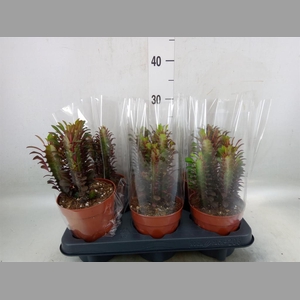 Euphorbia trigona 'Rubra'