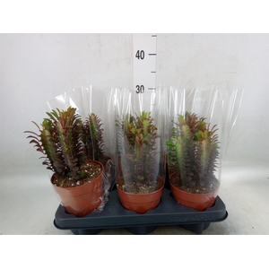 Euphorbia trigona 'Rubra'