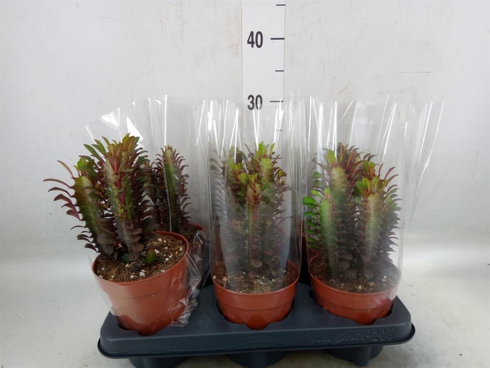 Euphorbia trigona 'Rubra'