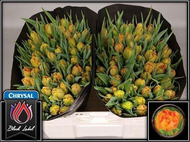 <h4>TU DU MONTE ORANGE</h4>