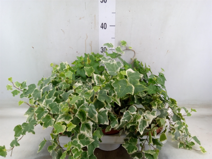 <h4>Hedera   ...mix</h4>