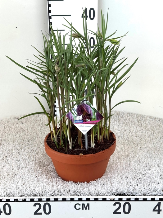 <h4>FRIT MELEAGRIS</h4>