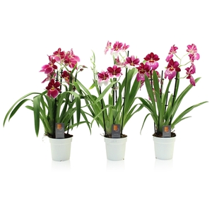 Inca Miltoniopsis Magenta 4 spike