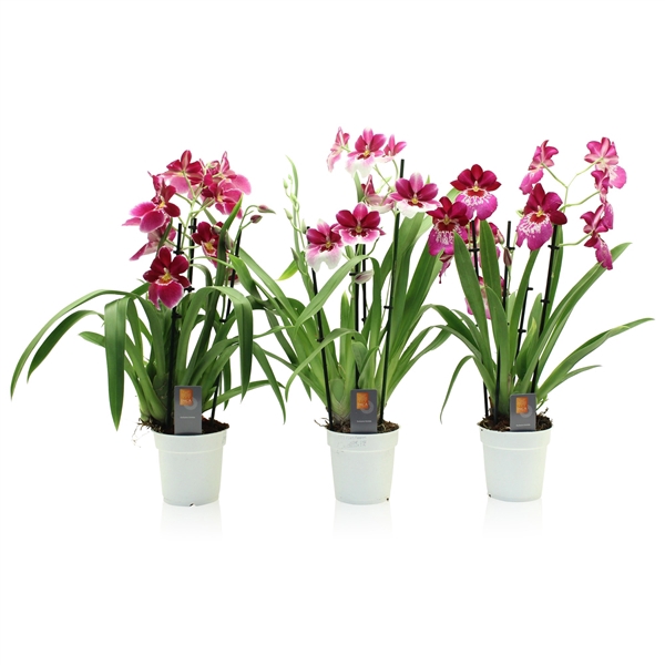 <h4>Inca Miltoniopsis Magenta 4 spike</h4>