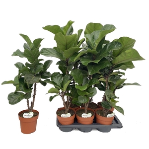 Ficus Tibaco