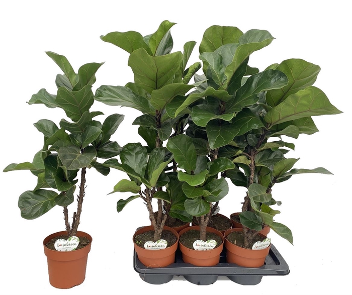 <h4>Ficus Tibaco</h4>