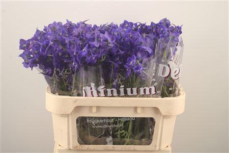 <h4>Delph En Atlantis Dark Blue</h4>