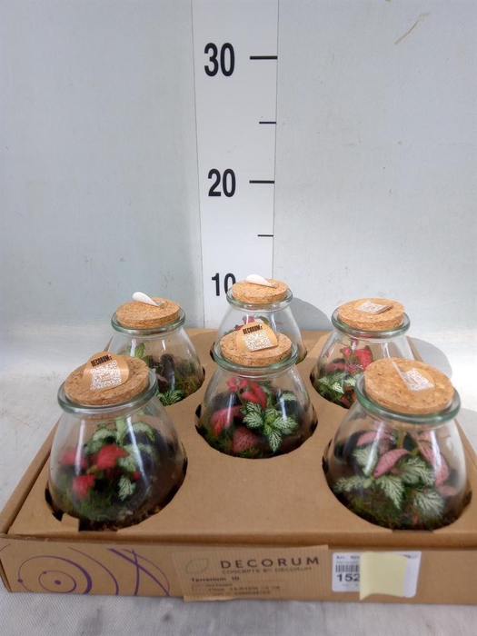 Arr.   Kamerplant Groen H%