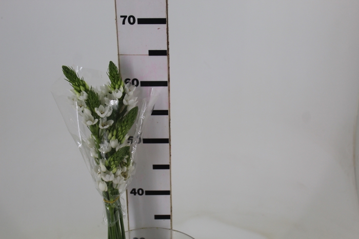 <h4>ORNIT. MOUNT EVEREST 060 CM</h4>