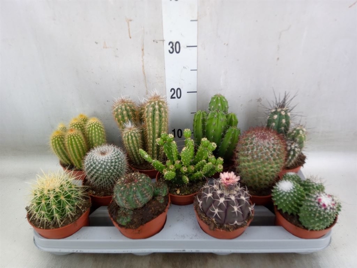 <h4>Cactus   ...mix</h4>