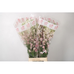 Delph Rids Light Pink