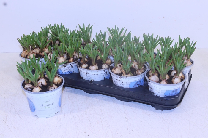 <h4>MUSCAR ARMENIACUM</h4>